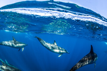 Common dolphins cruise just beneath the surface off the coast of Australia.