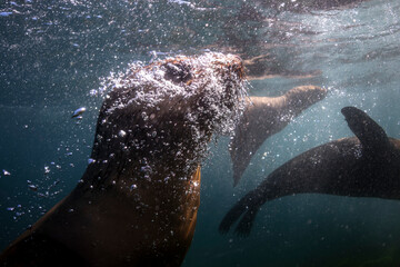 An Australian fur seal swims gracefully in the waters off the southern coast of Australia.
