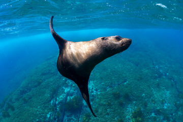 An Australian fur seal swims gracefully in the waters off the southern coast of Australia.