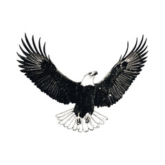 Obraz premium Bald Eagle Drawing Vector White Background,Generative Ai