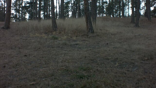 Steady Cam through the Forrest