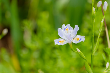 シャガの可憐な花とつぼみ