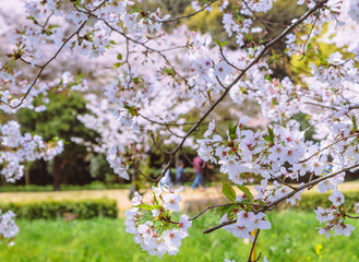 フラワーパーク　ソメイヨシノ桜1ｰ91