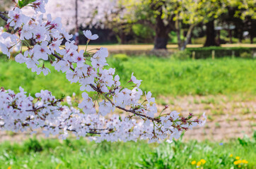 フラワーパーク　ソメイヨシノ桜1ｰ90