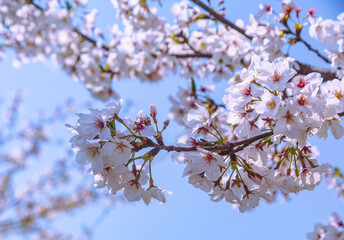 フラワーパーク　ソメイヨシノ桜1ｰ88