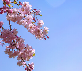 フラワーパーク　ソメイヨシノ桜1ｰ79