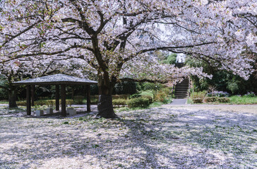 フラワーパーク　ソメイヨシノ桜1ｰ66