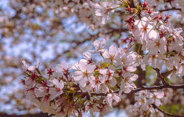 フラワーパーク　ソメイヨシノ桜1ｰ42