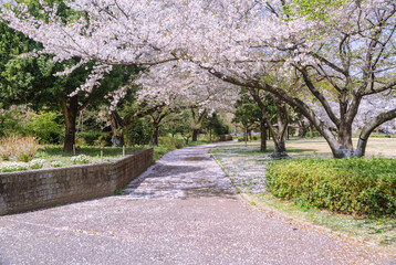 フラワーパーク　ソメイヨシノ桜1ｰ25