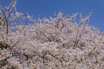フラワーパーク　ソメイヨシノ桜1ｰ15