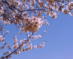 フラワーパーク　ソメイヨシノ桜1ｰ17