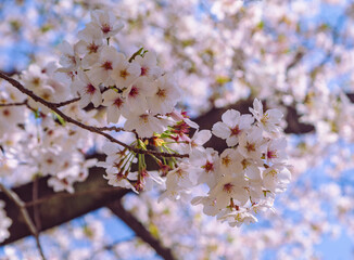 フラワーパーク　ソメイヨシノ桜1ｰ12