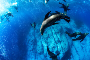 Australian fur seals swim gracefully in the waters off the southern coast of Australia.