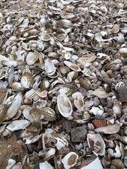 natural seashells texture on sandy beach background, high-resolution desktop wallpaper for coastal-themed designs