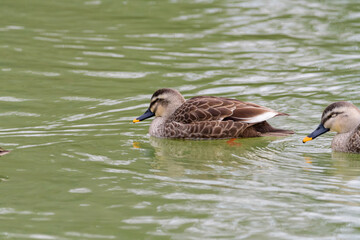 池を泳ぐ二羽のカルガモ