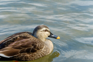 水面に映るカルガモの横顔