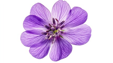 Obraz premium Close Up of Purple Clover Flower (Trifolium Pratense) Isolated on White Background with Clipping Path. Natural Beauty and Botanical Detail.