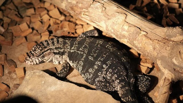 Footage of Argentina black and white tegu on the rocks