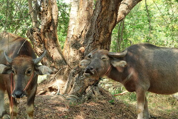 buffalo landscape.Thai buffalo herd standing in the meadow,Buffalo in the countryside thailand. A beautiful scenery 