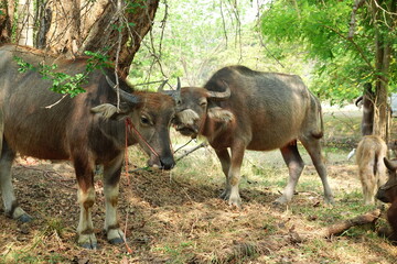 buffalo landscape.Thai buffalo herd standing in the meadow,Buffalo in the countryside thailand. A beautiful scenery 