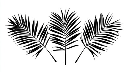 Palm Leaves Silhouettes White Background