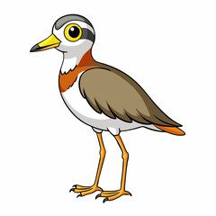 illustration of a plover  bird