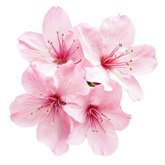 Fototapeta premium Vibrant pink flowers with intricate details blooming in a bright setting, of pink flowers isolated