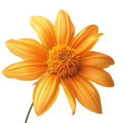 Obraz premium Closeup of vibrant Mexican sunflower showcasing yellow petals and intricate details on Transparent background, Closeup Mexican sunflower on PNG background