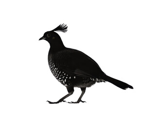 Fototapeta premium Elegant Silhouette of a Quail Walking with Crest Plume Isolated on Transparent Background for Wildlife, Birdwatching, and Nature Design Projects