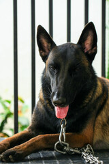 Smart male Belgian Malinois Dog Breed 
