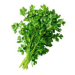 Fototapeta premium Fresh parsley herb on a white background perfect for culinary uses and garnishing dishes, fresh parsley herb on white background