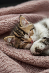 Image is a close-up photograph of a sleeping kitten lying on its back.