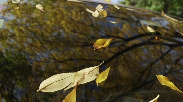 Hojas secas sobre el capot y vidrio delantero de un auto en oto&ntilde;o. Paisaje urbano, cambio de estaci&oacute;n, naturaleza en la ciudad, tranquilidad, d&iacute;a soleado.