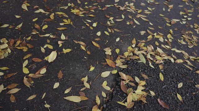 Hojas secas acumuladas en el piso durante el oto&ntilde;o. Paisaje oto&ntilde;al, cambio de estaci&oacute;n, naturaleza, tranquilidad, d&iacute;a soleado, ambiente natural.
