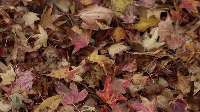 Hojas secas acumuladas en el piso durante el oto&ntilde;o. Paisaje oto&ntilde;al, cambio de estaci&oacute;n, naturaleza, tranquilidad, d&iacute;a soleado, ambiente natural.
