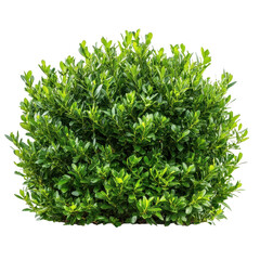 Fototapeta premium Growing bush with lush green leaves isolated on a white background for decorative use and design inspiration, Image a group marine fish isolated on a white background