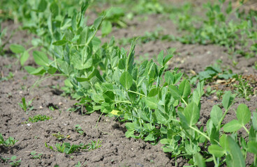 young pea sprouts in the garden