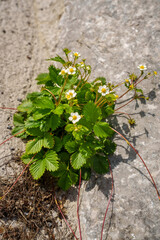 A flowering Alpine strawberry (Fragaria alpina) perennial grows on rocky ground