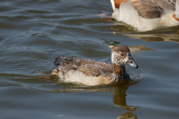 A cute baby Egyptian Goose, Alopochen aegyptiaca, swimming on a lake.