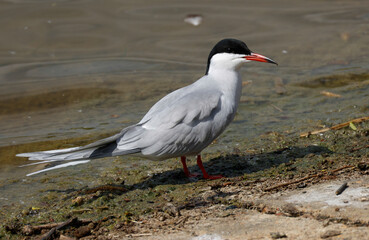 A newly arrived Common Terns, Sterna hirundo, standing at the edge of a lake during breeding season.