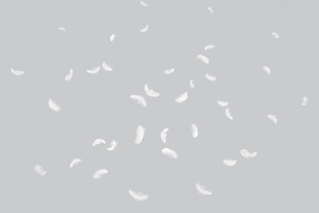White Feathers Floating in The Air. Fluffy Downy, Flying Feathers. Softness of Feathers Falling in...