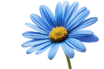 Delicate blue flax daisy flower in full bloom adds elegance to any natural or floral design