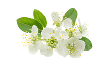 Obraz premium Beautiful outdoor flower blossom showcases natural elegance perfect for eco themes or seasonal design projects