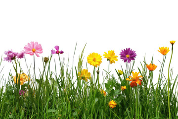 Vibrant blossoms nestled in lush green grass enhance outdoor designs with natural color and beauty