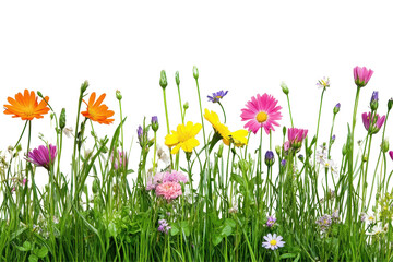 Bright flowers and fresh green grass bring springtime joy to creative visuals and seasonal illustrations