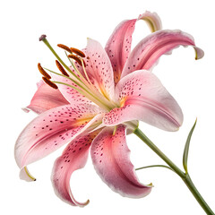 pink lily on white background
