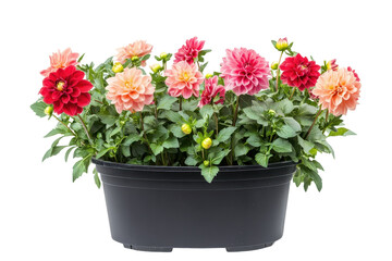Dahlia blossoms symbolize renewal and grace perfect for springtime illustrations or floral branding projects