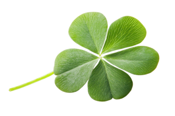 A single four leaf clover brings rare luck and happiness to those lucky enough to find it