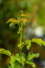 Roses are growing in the garden nursery.
