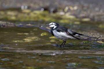岩場のハクセキレイ